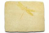Detailed Fossil Dragonfly - Solnhofen #377595-1